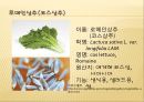 [채소 원예총론] 식물 형태학적 분류.ppt 95페이지