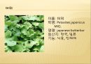 [채소 원예총론] 식물 형태학적 분류.ppt 96페이지