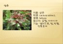 [채소 원예총론] 식물 형태학적 분류.ppt 97페이지