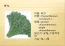 [채소 원예총론] 식물 형태학적 분류.ppt 98페이지