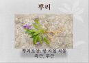 식물 관찰 보고서 4페이지