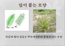 식물 관찰 보고서 16페이지