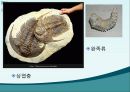 지구과학 - 지구의 역사에 대해서 21페이지