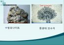 지구과학 - 지구의 역사에 대해서 25페이지