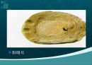 지구과학 - 지구의 역사에 대해서 29페이지