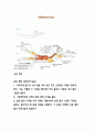 스포츠 선수의 전방전위증에 좋은 운동 및 금기 사항 7페이지