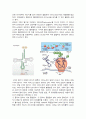 [의학] DNA, RNA, 단백질합성에 대해서 5페이지