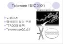 [인체노화] 노화과정의 생물시계 및 DNA설 19페이지