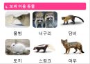 야생동물의 모피 16페이지