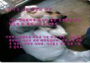사랑방식,연애효과,마케팅,브랜드,브랜드마케팅,기업,서비스마케팅,글로벌,경영,시장,사례 10페이지