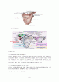 회전근개파열(Rotator cuff rupture)과 수술간호 4페이지