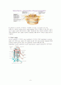 척추관협착증(spinal stenosis)과 치료 8페이지