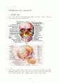 안면골절(facial bone fracture)치료 2페이지