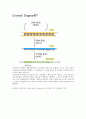 Central Dogma (중심원리) 1페이지