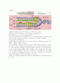 Central Dogma (중심원리) 2페이지