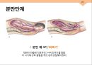 임신과_분만,출산레포트,월경과생리통 29페이지