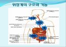 배설발표 마지막 111 2페이지