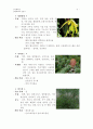 [피부관리미용학] 방향요법(아로마 테라피) 종류와 효능 5페이지