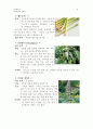 [피부관리미용학] 방향요법(아로마 테라피) 종류와 효능 8페이지