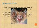 [인간과동물]동물행동연구,동물행동학,동물연구 30페이지