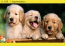 DOG ICECREAM - 강아지_아이스크림,애견산업,애견시장,브랜드마케팅,서비스마케팅,글로벌경영,사례분석,swot,stp,4p.PPT자료 27페이지