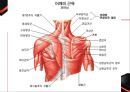 운동 역학 (골격근과부우별명칭,골격근분석,해부학적자세와신체의면).PPT자료 9페이지