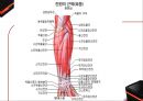 운동 역학 (골격근과부우별명칭,골격근분석,해부학적자세와신체의면).PPT자료 14페이지