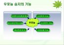 살아 숨쉬는 생태계 - 우포늪 (자연과환경,늪지,생태계).ppt 8페이지