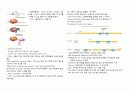 분자생물학 기말시험자료 4페이지