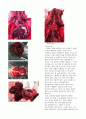 해부생리 Anatomy 8페이지