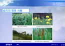 생태습지 및 LID 10페이지