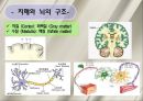 치매 환자 간호 (정의, 병태생리, 진단, 치료, 약물, 간호).ppt 17페이지