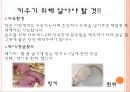 이색애완동물 3페이지