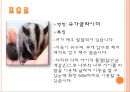이색애완동물 8페이지