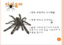 이색애완동물 13페이지
