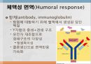 면역학 (Immunity).ppt 25페이지