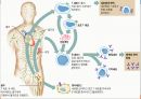 면역학 (Immunity).ppt 27페이지