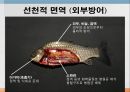 어류의 면역.ppt 9페이지