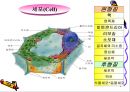 세포의 구조와 기능.PPT자료 4페이지