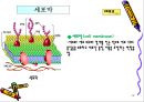 세포의 구조와 기능.PPT자료 12페이지