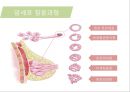유방암, 바로 알고 이겨내자.ppt 15페이지