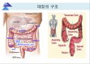 대장내시경에서 발견되는 소견 (대장 용종 및 대장암, 기타 소견).ppt 3페이지