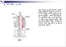 허리 근육 및 관절  10페이지