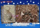 1숲의 야생동물 및 정서적기능 6페이지