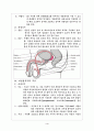 해부학 생식기계통 (Reproductive system) 4페이지