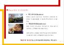 맥도날드의 성공적 전략경영 사례.ppt 16페이지