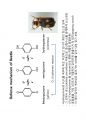 phenolics(3) 5페이지