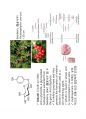phenolics(3) 6페이지