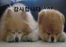 중세의 단선율 음악  21페이지