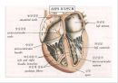 심장의 구조와 기능 & 심전도 11페이지